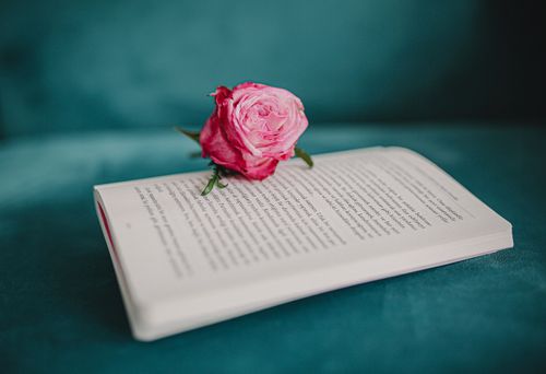 Free A pink rose resting on an open book atop a teal sofa, artistic and serene. Stock Photo