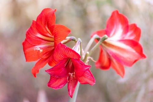 Free stock photo of flowe, red flower