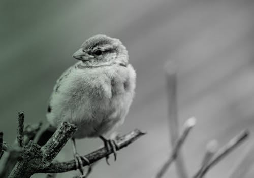 Free stock photo of bird