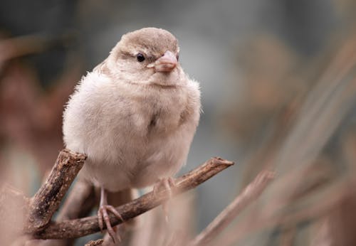 Free stock photo of bird