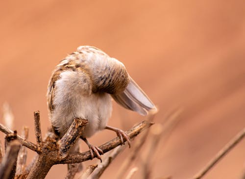 Free stock photo of bird