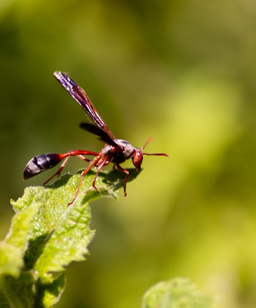 Free stock photo of wasp