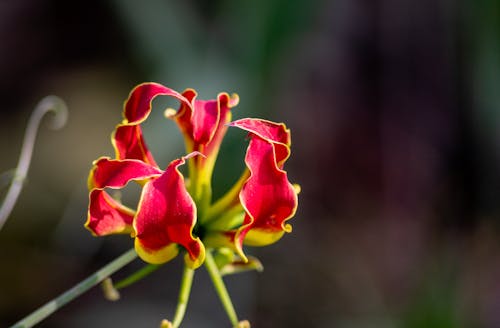 Free stock photo of flower, red flower