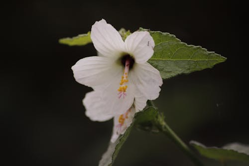 Foto d'estoc gratuïta de flor