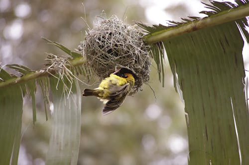 Free stock photo of bird, nest, weaverbird