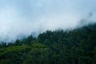 土耳其达特察的宁静森林景观中，雾气环绕着郁郁葱葱的绿色植物，非常适合自然爱好者