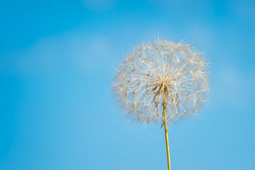 Close-up Photography of White Dandelion