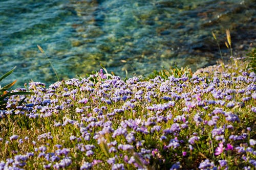 Фото Поле цветов у воды