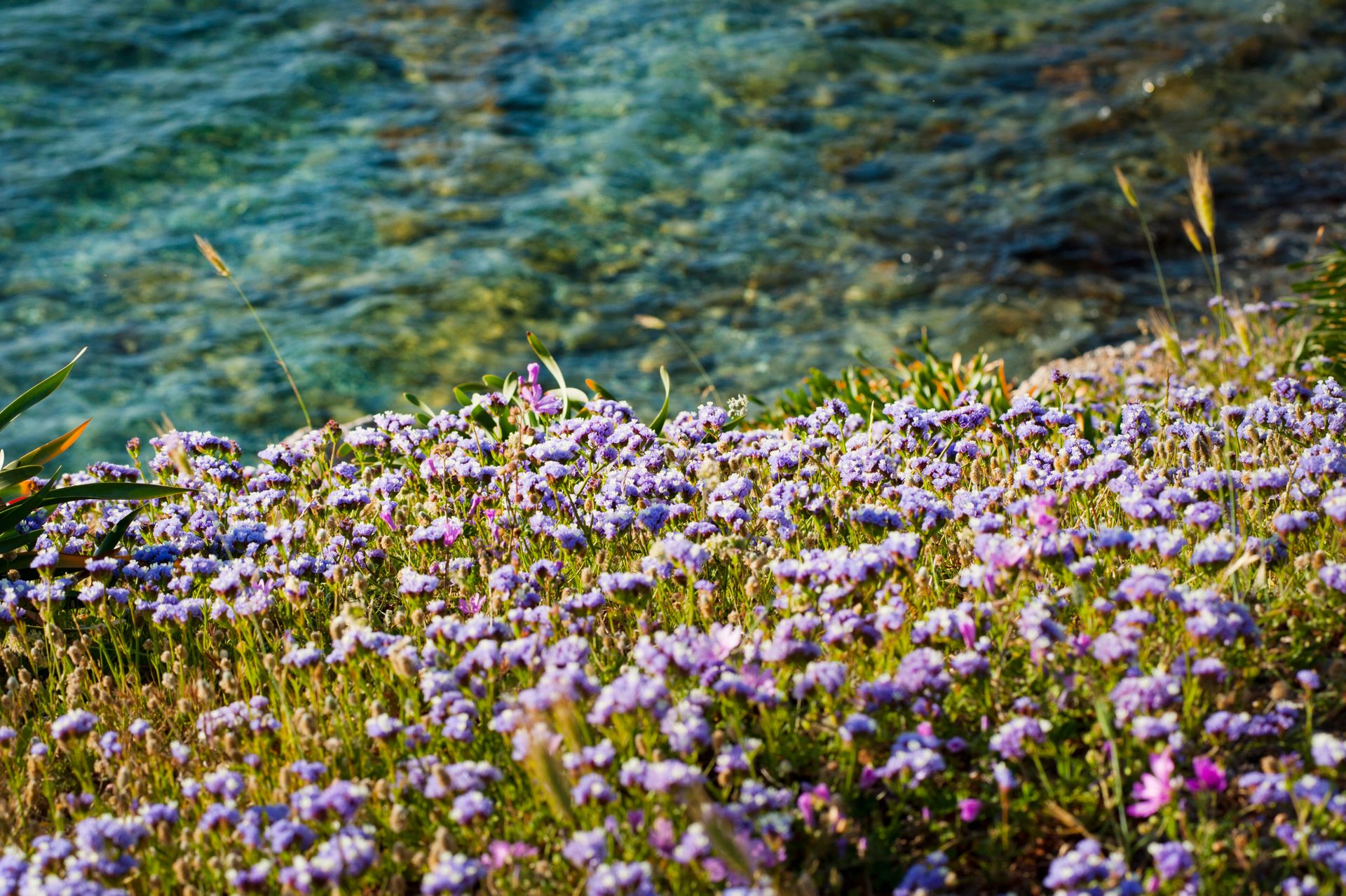 A vibrant scene of purple wildflowers in bloom beside a refreshing clear river during spring.