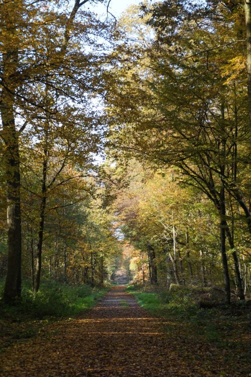 Free Tranquil forest pathway with vibrant autumn foliage and sunlight filtering through trees. Stock Photo
