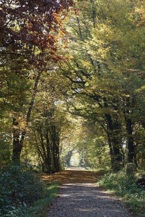 Free Tranquil forest scene with a sunlit path and vibrant autumn leaves. Stock Photo