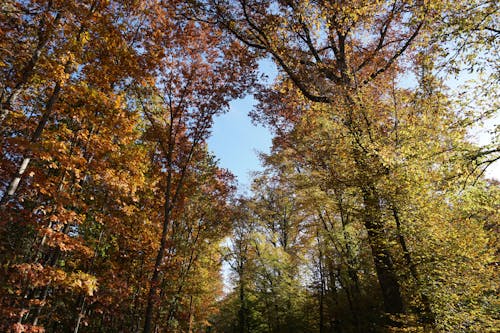 Fotos de stock gratuitas de arboles, bosque, cielo azul
