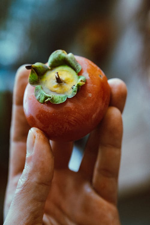 Close-up View of Persimmon in Hand
