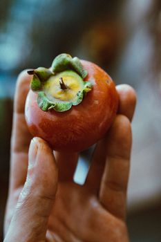 Capture of a human hand gently holding a ripe persimmon, showcasing its vibrant color and texture.