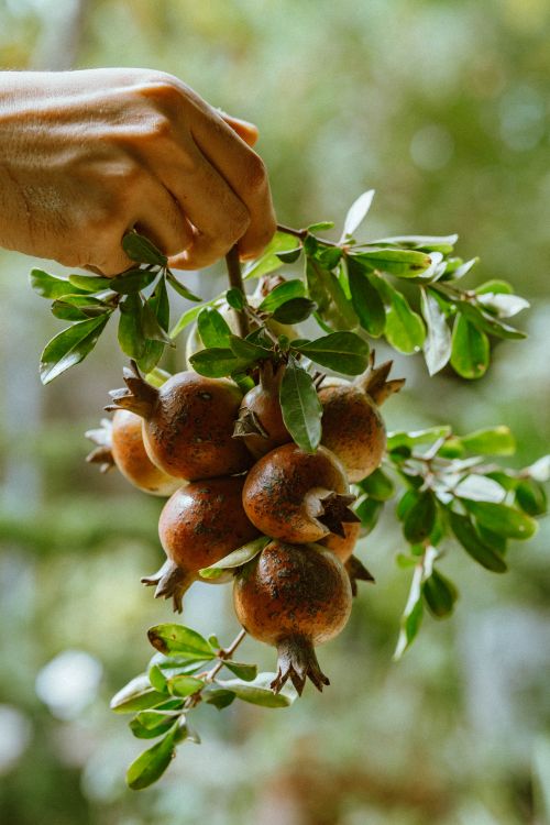 Free A close-up of a hand gently holding a branch of ripe pomegranates with lush green leaves, outdoors. Stock Photo