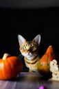 A Cute Cat Near the Pumpkin