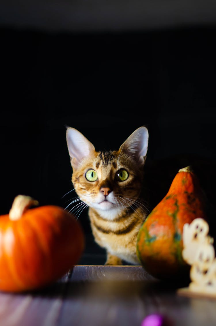 A Cute Cat Near The Pumpkin