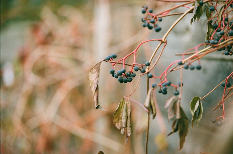 Berries Of The Virginia Creeper