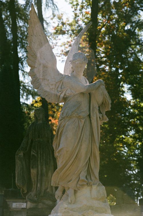 Free Graceful angelic statue set against lush greenery in a serene cemetery. Stock Photo