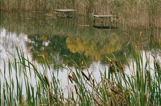 Photograph of Cattail Near a Body of Water