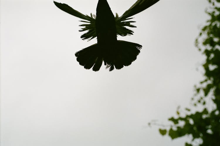 Photo Of A Bird Flying