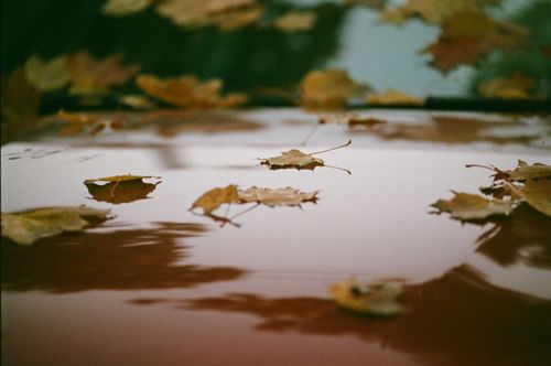 Free Fallen autumn leaves scattered on a car hood, reflecting the seasonal mood of Lviv. Stock Photo
