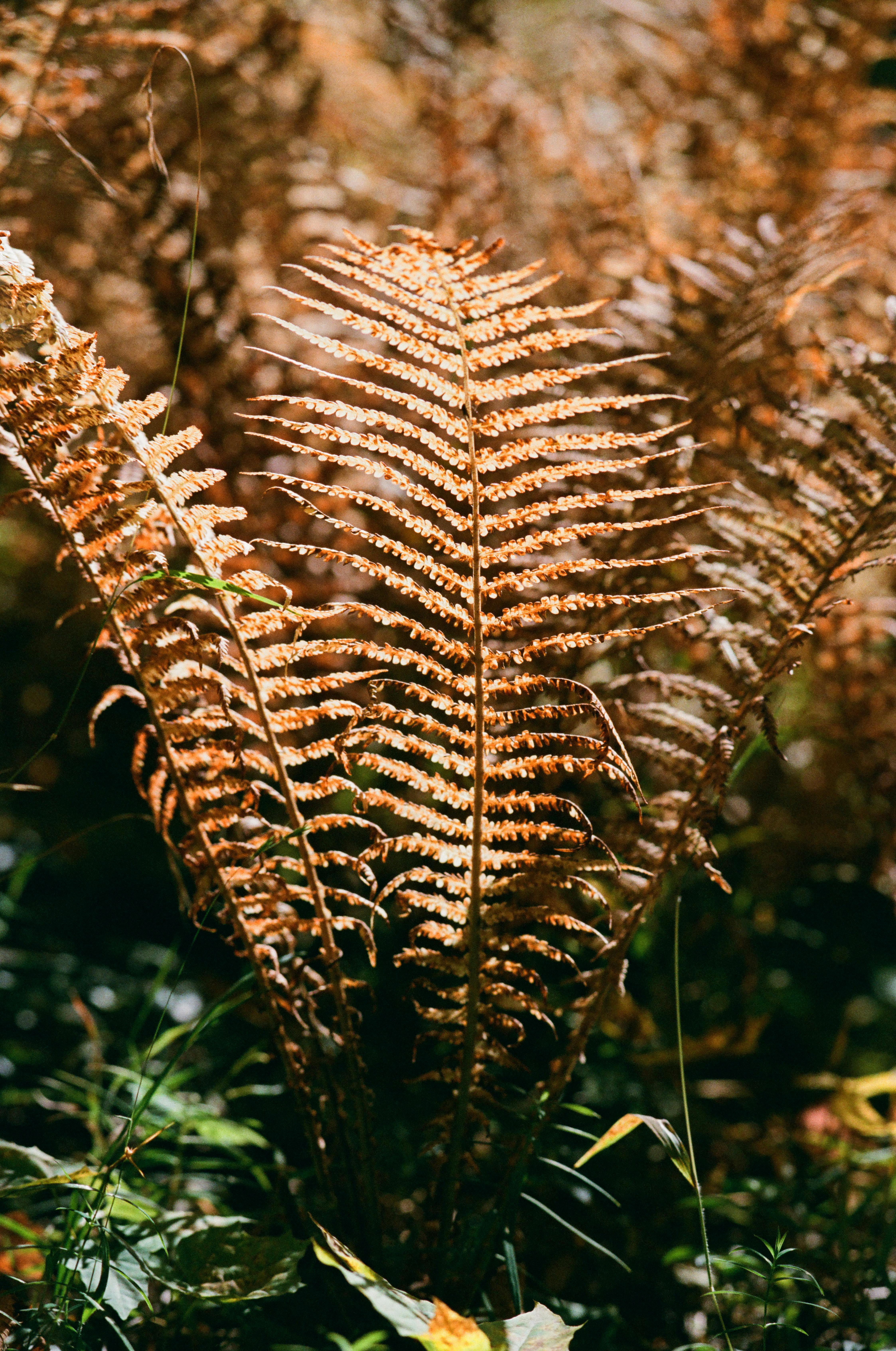 Photo of Brown Fern Leaves · Free Stock Photo