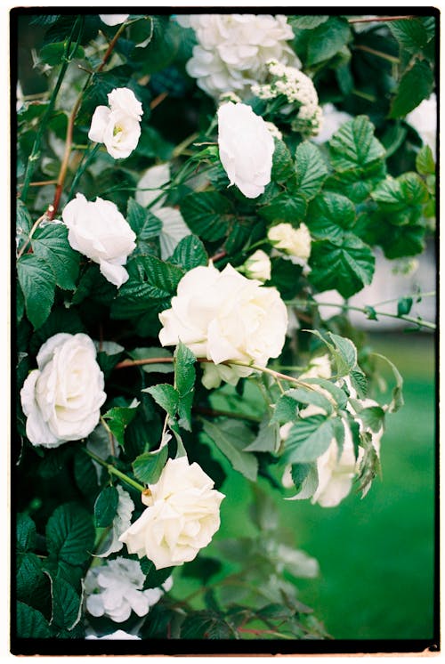 Close up on White Flowers