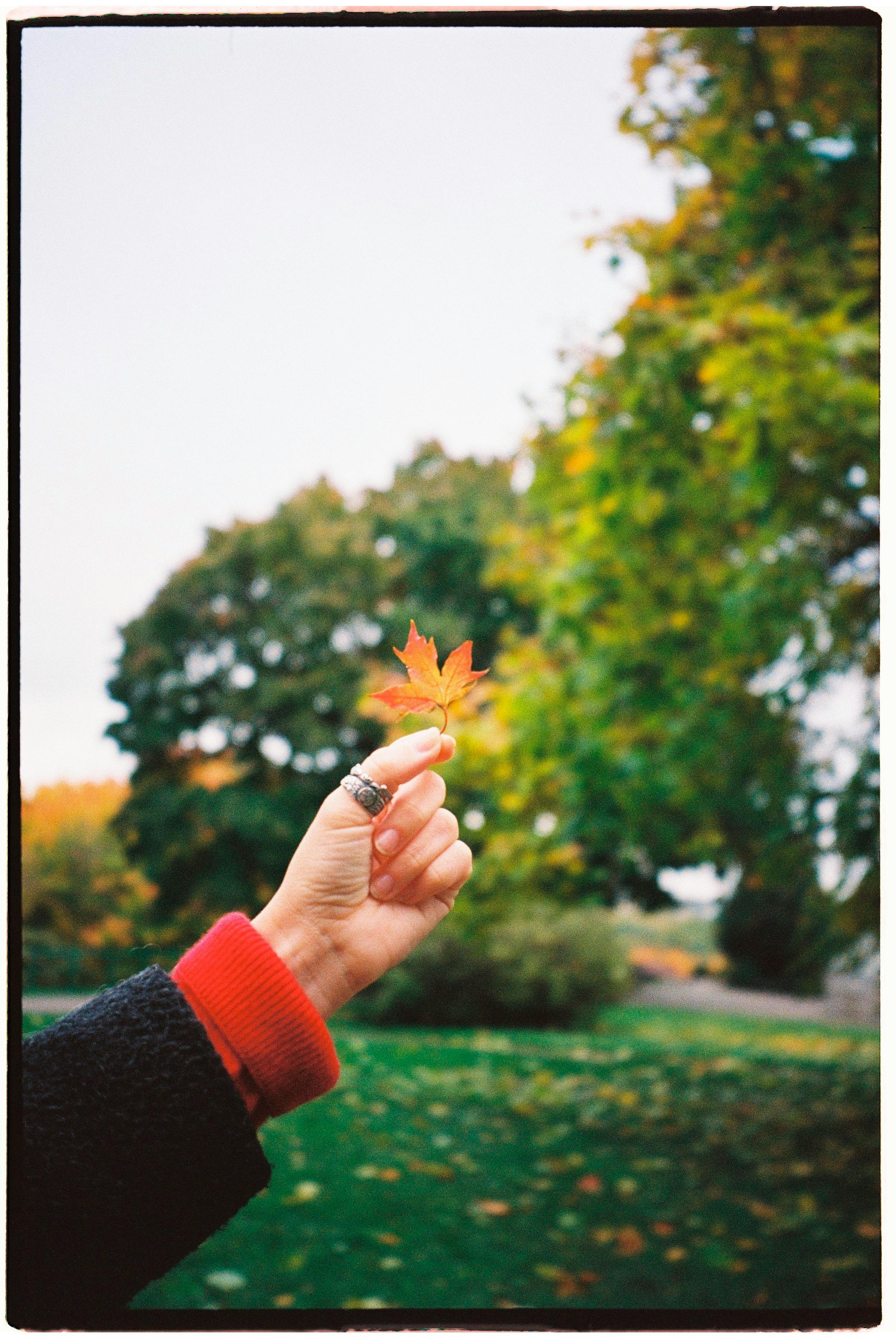 A close-up of a hand holding a maple leaf against an autumn park background.