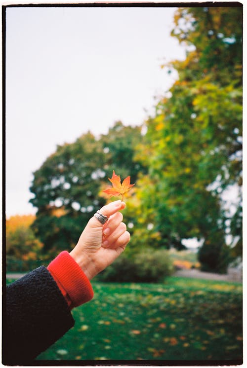 Photograph of Maple Leaf in Womans Hand