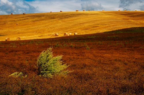 A Field with Hay Bales