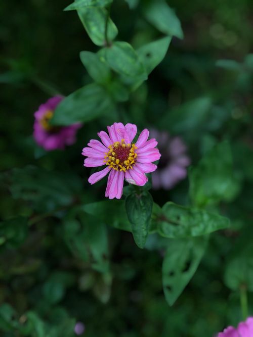 Free Close-up of a vivid pink zinnia flower surrounded by lush green leaves, showcasing nature's beauty. Stock Photo