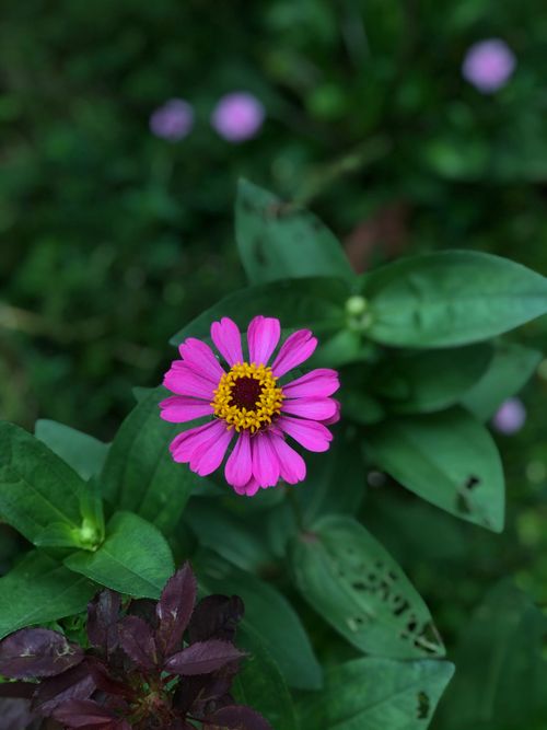 Free Close-up of a pink Zinnia flower with lush green leaves, capturing nature's beauty. Stock Photo