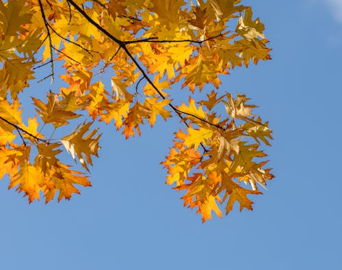 Gratis stockfoto met bladeren, herfst, jaargetij