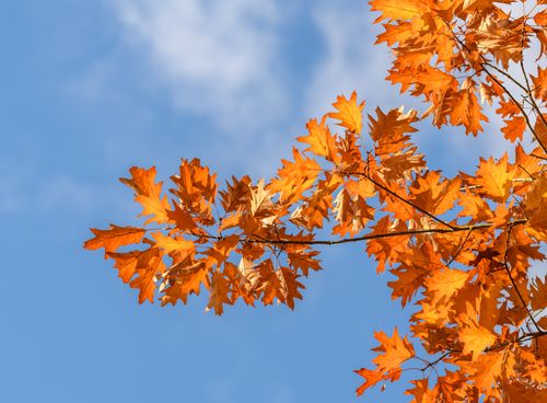 Free Vibrant orange autumn leaves set against a clear blue sky, capturing the essence of fall. Stock Photo