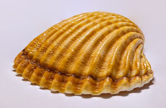 Detailed close-up of a golden seashell showcasing its natural texture against a white background.