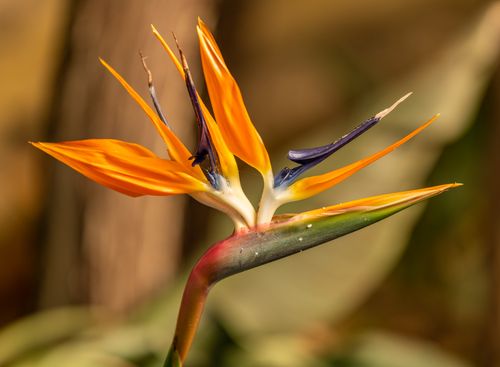 Free Beautiful close-up shot of a vibrant Bird of Paradise flower in bloom. Stock Photo