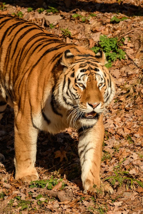 Miễn phí Ảnh lưu trữ miễn phí về bắn dọc, chụp ảnh động vật, con hổ Ảnh lưu trữ