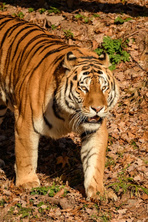 A Tiger with Black Stripes