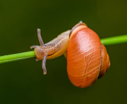 Close-up image of a snail with a vivid orange shell crawling on a green stem.