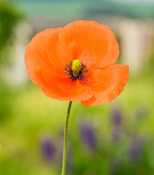 An Orange Poppy Flower in Bloom