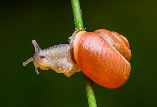 Macro photography of a snail with an orange shell on a green stem, showcasing intricate details.