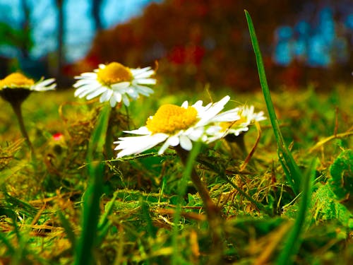 Kostenloses Stock Foto zu gänseblümchen natur gras gelb