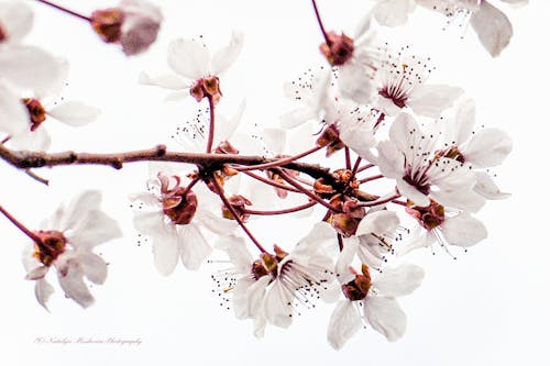 Free stock photo of cherry blossom, flora, spring flower Stock Photo