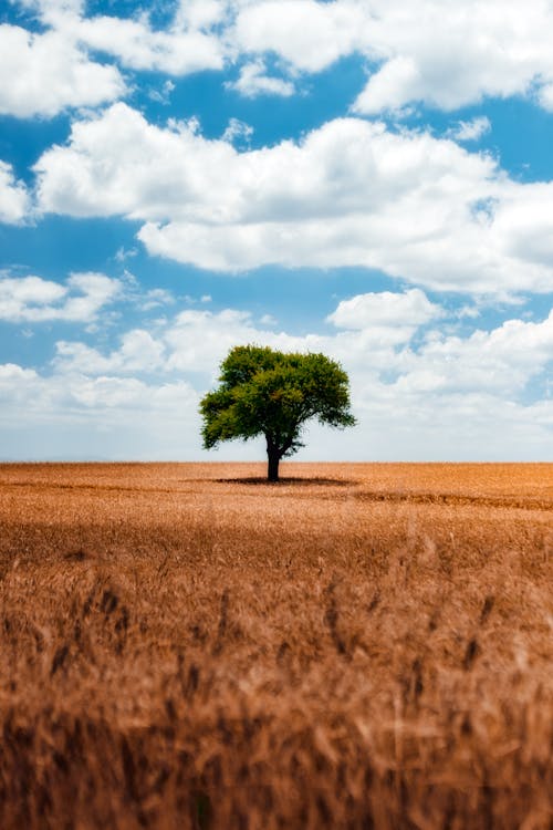 Základová fotografie zdarma na téma hřiště, krajina, pšenice