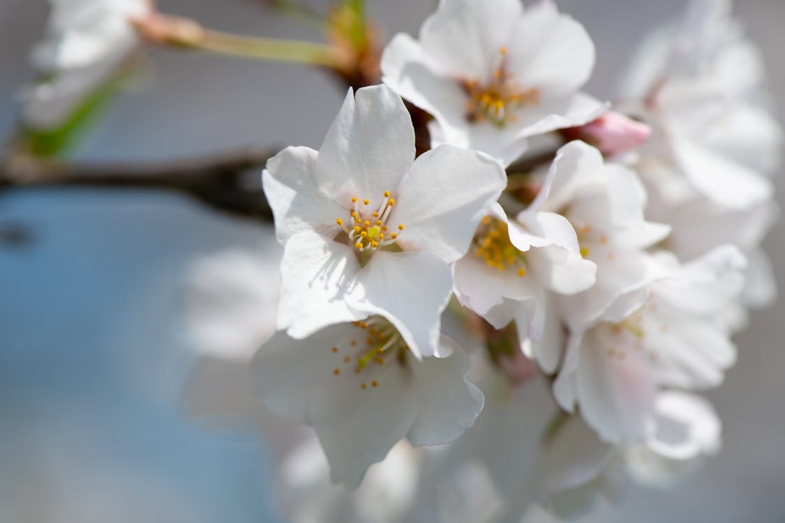 Макро фотография цветущей вишни