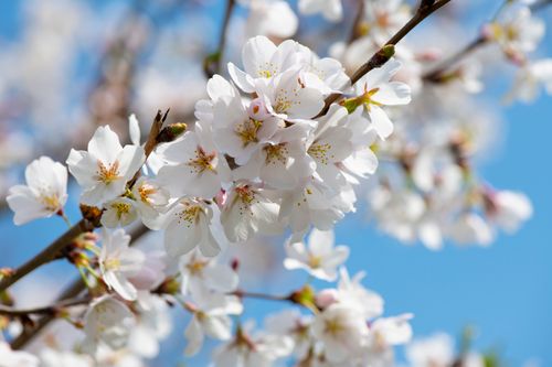 Free Close-up view of beautiful white cherry blossoms in full bloom against a clear blue sky. Stock Photo