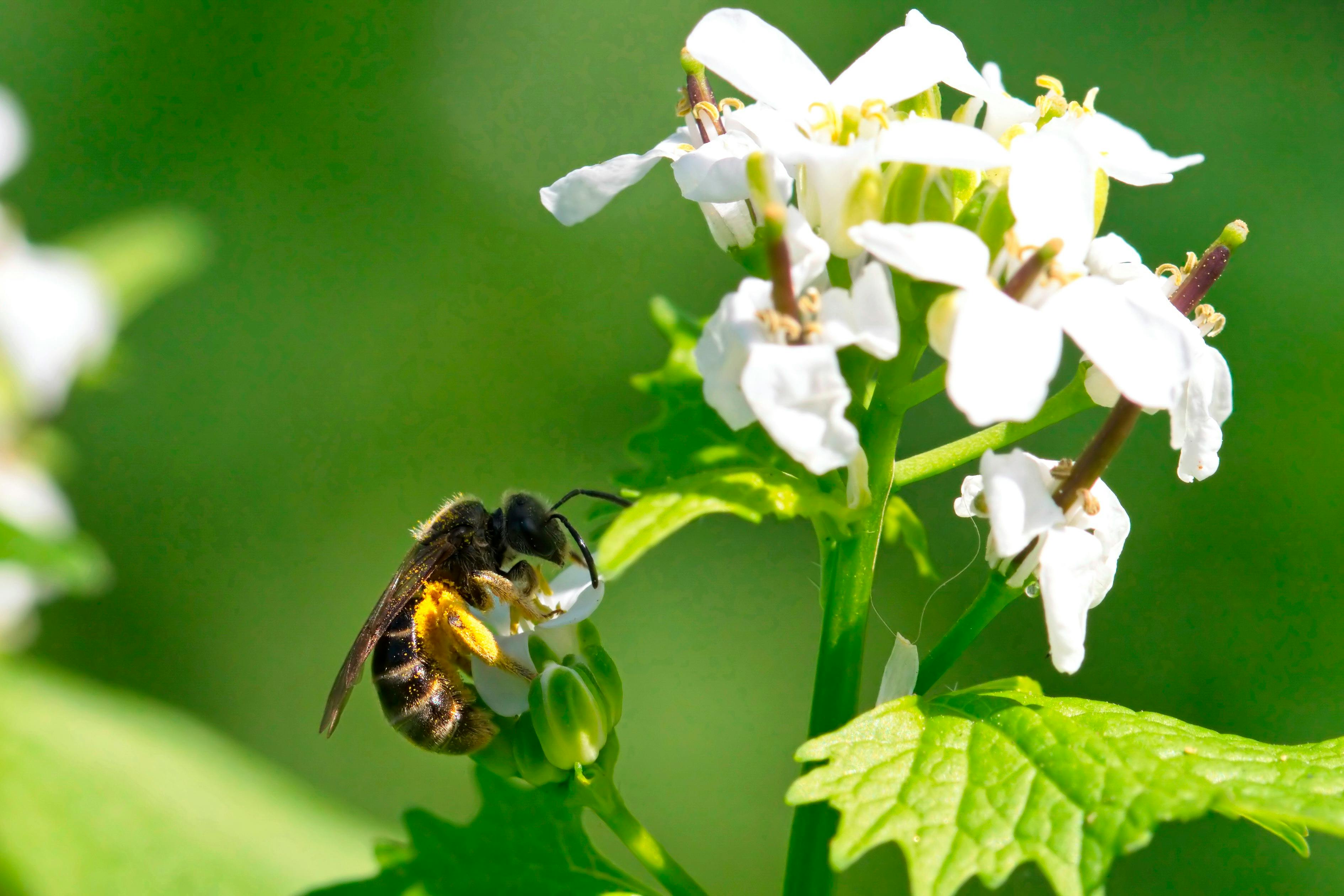 Пчела фото. Опылители тюльпанов. Пчела на цветке макро. Опасные растения для пчёл. Природные опытители.