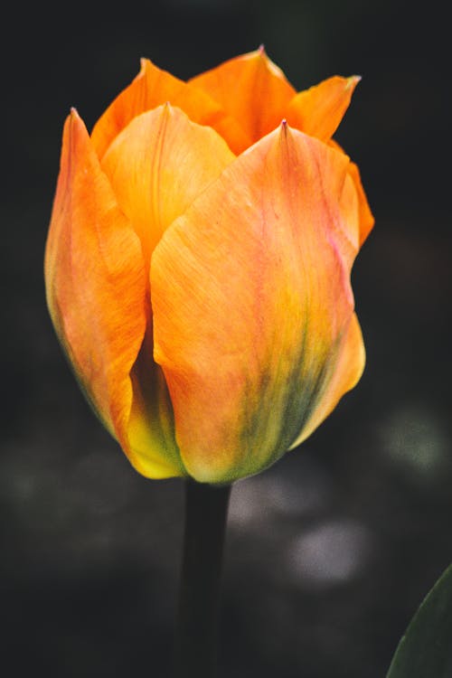 Fotografía De Enfoque Selectivo De Flor De Tulipán Naranja