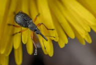一只象鼻虫趴在鲜黄色的花瓣上，微距镜头清晰展现了它布满纹理的身体